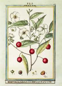 Jamaican cherry (Muntingia calabura), watercolour by Delahaye