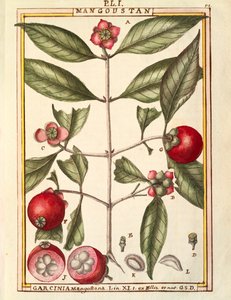 Mangosteen (Garcinia mangostana), watercolour by Delahaye