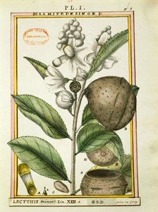 Monkey pot Nut (lecythis minor), watercolour by Delahaye by Delahaye Delahaye