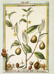 Nutmeg (Myristica fragrans or officinalis), watercolour by Delahaye by Delahaye Delahaye