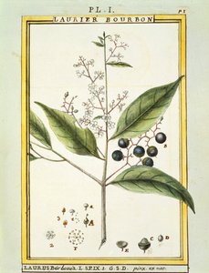 Red Bay Tree (Laurus borbonia or Persea carolinensis), watercolour by Delahaye by Delahaye Delahaye