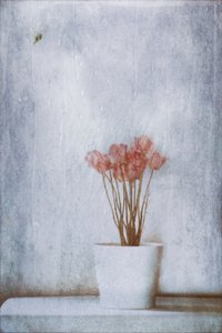 Delicate Dried Flowers