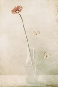 Delicate Gerbera Butterfly Dream by Delphine Devos
