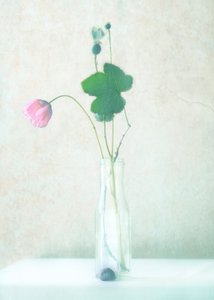 Delicate Poppy Still Life by Delphine Devos