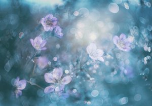 Dreamy Bokeh Flowers by Delphine Devos