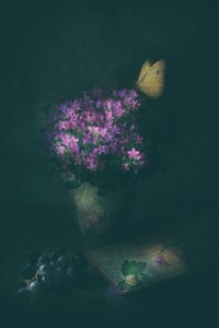 Elegant Butterfly Still Life