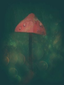 Enchanted Red Mushroom by Delphine Devos