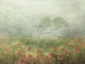 Misty Poppy Field