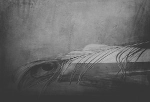 Monochrome Feather Eye by Delphine Devos