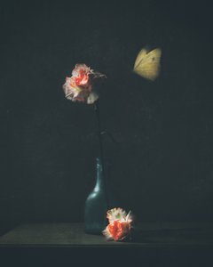 Moody Carnation Butterfly
