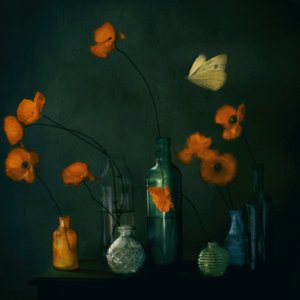 Moody Poppies Butterfly by Delphine Devos