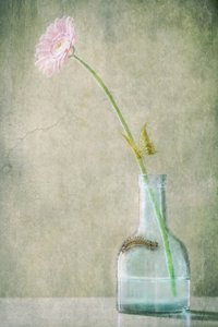 Pink Daisy And Caterpillar by Delphine Devos