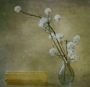 Serene Fluffy Flowers