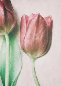 Soft Blush Tulips by Delphine Devos