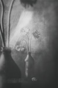 Soft Light Flowers