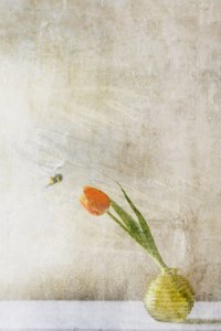 Soft Tulip And Bee by Delphine Devos