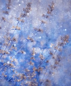 Sparkling Winter Blue by Delphine Devos