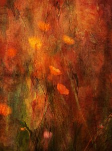 Textured Poppy Field by Delphine Devos