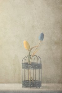 Vintage Caged Tulips by Delphine Devos