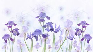 Dreamy Lavender Irises by Denis O Reilly