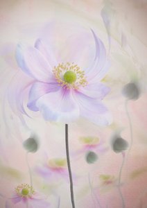 Dreamy Pastel Anemone by Denis O Reilly