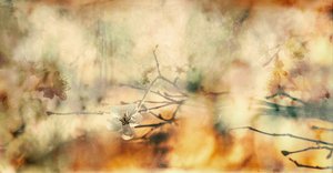 Delicate Blossom Dream by Desislava Ignatova