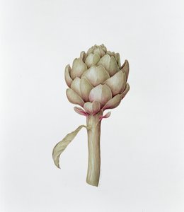 Artichoke, 1999