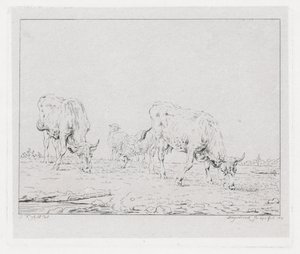 Grazing Cows