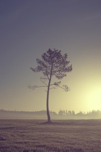 Tree on the Road, 2016 by Diego Beyro