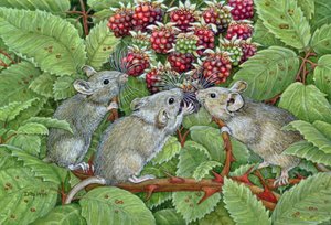 Blackberrying, 1996