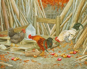 Chicken Feed