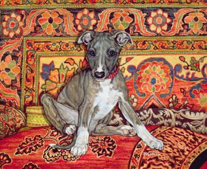 My Whippet Baby by Ditz