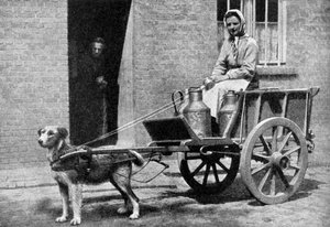 A Belgian Milkwoman on Her Morning Round by Donald McLeish