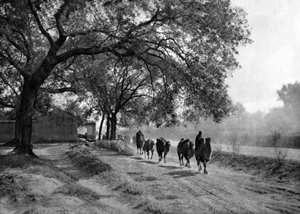 Camel Caravan, Beijing by Donald Mennie