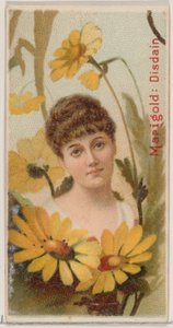 Marigold: Disdain, from the series Floral Beauties and Language of Flowers N75 for Duke