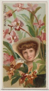 Orchid: Trust, from the series Floral Beauties and Language of Flowers N75 for Duke brand by Donaldson Brothers