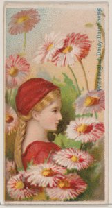 Wild English Daisy: Daintiness, from the series Floral Beauties and Language of Flowers, 1892