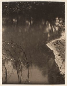 Study of trees reflected in water