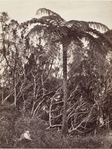 Tree Fern