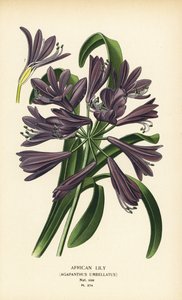 African Lily, Agapanthus africanus (Agapanthus umbellatus). Chromolithograph from an Illustration by Desire Bois from Edward Step’s Favourite Flowers of Garden and Greenhouse, Frederick Warne, London by Désiré Georges Jean Marie Bois