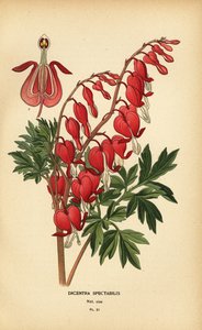 Asian bleeding heart, Lamprocapnos spectabilis