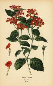 Big sage, ghaneri or tickberry, Lantana camara. Chromolithograph from an illustration by Desire Bois from Edward Step’s Favourite Flowers of Garden and Greenhouse, Frederick Warne, London by Désiré Georges Jean Marie Bois