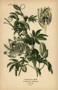 Blue passion-flower, Passiflora caerulea by Désiré Georges Jean Marie Bois
