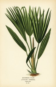 Bourbon Palm or Chinese Fan Palm, Livistona chinensis. Chromolithograph from an Illustration by Desire Bois from Edward Step’s Favourite Flowers of Garden and Greenhouse, Frederick Warne, London