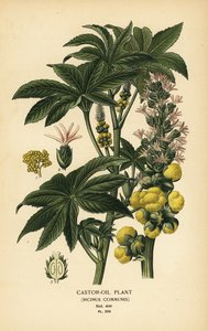 Castor-oil plant, Ricinus communis