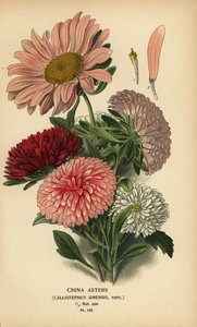 China Aster Varieties, Callistephus x sinensis by Désiré Georges Jean Marie Bois