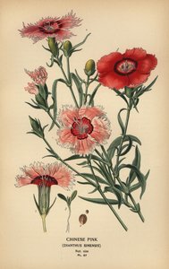Chinese pink, Dianthus chinensis