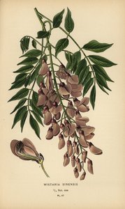 Chinese wisteria, Wisteria sinensis by Désiré Georges Jean Marie Bois