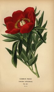 Common peony, Paeonia officinalis by Désiré Georges Jean Marie Bois