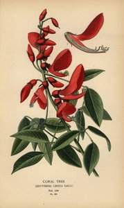 Coral tree, Erythrina crista-galli by Désiré Georges Jean Marie Bois